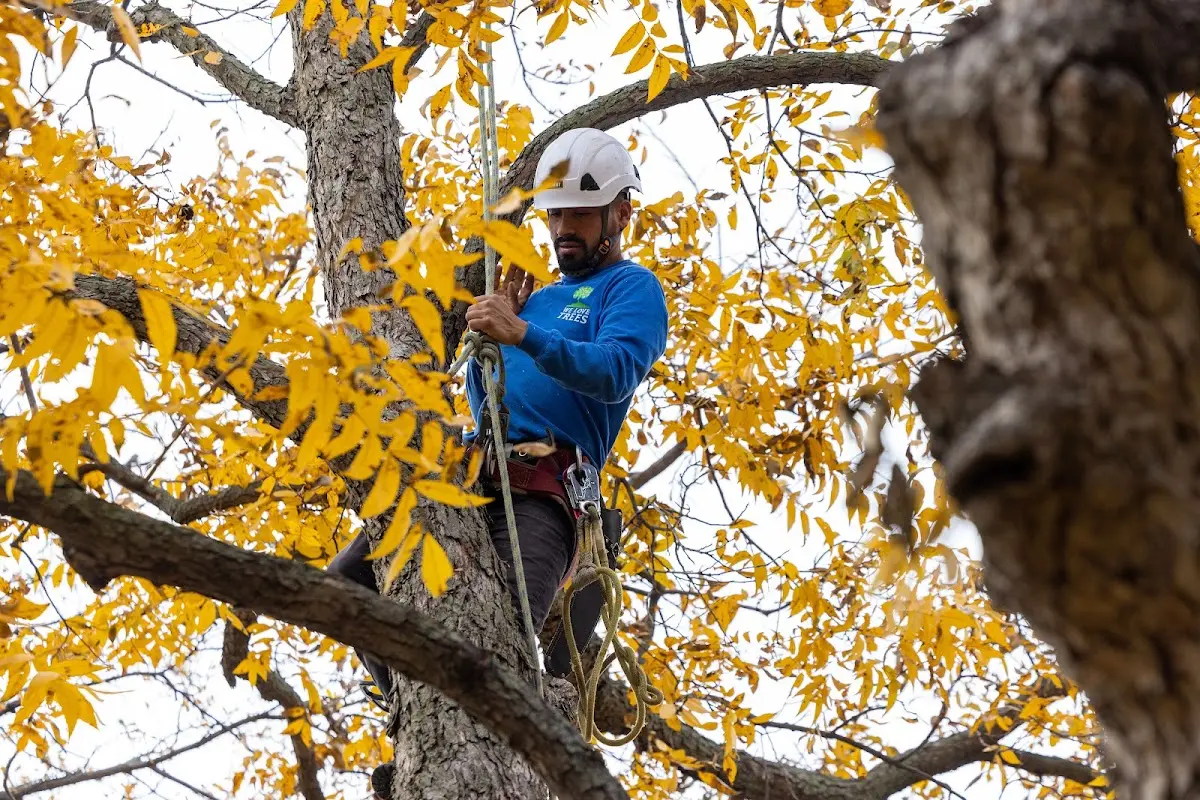 Skilled Storm Damage Cleanup crew working in Lenorah