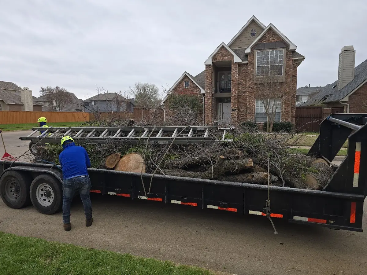 Expert Tree Pest Control with proper safety equipment in Lenorah